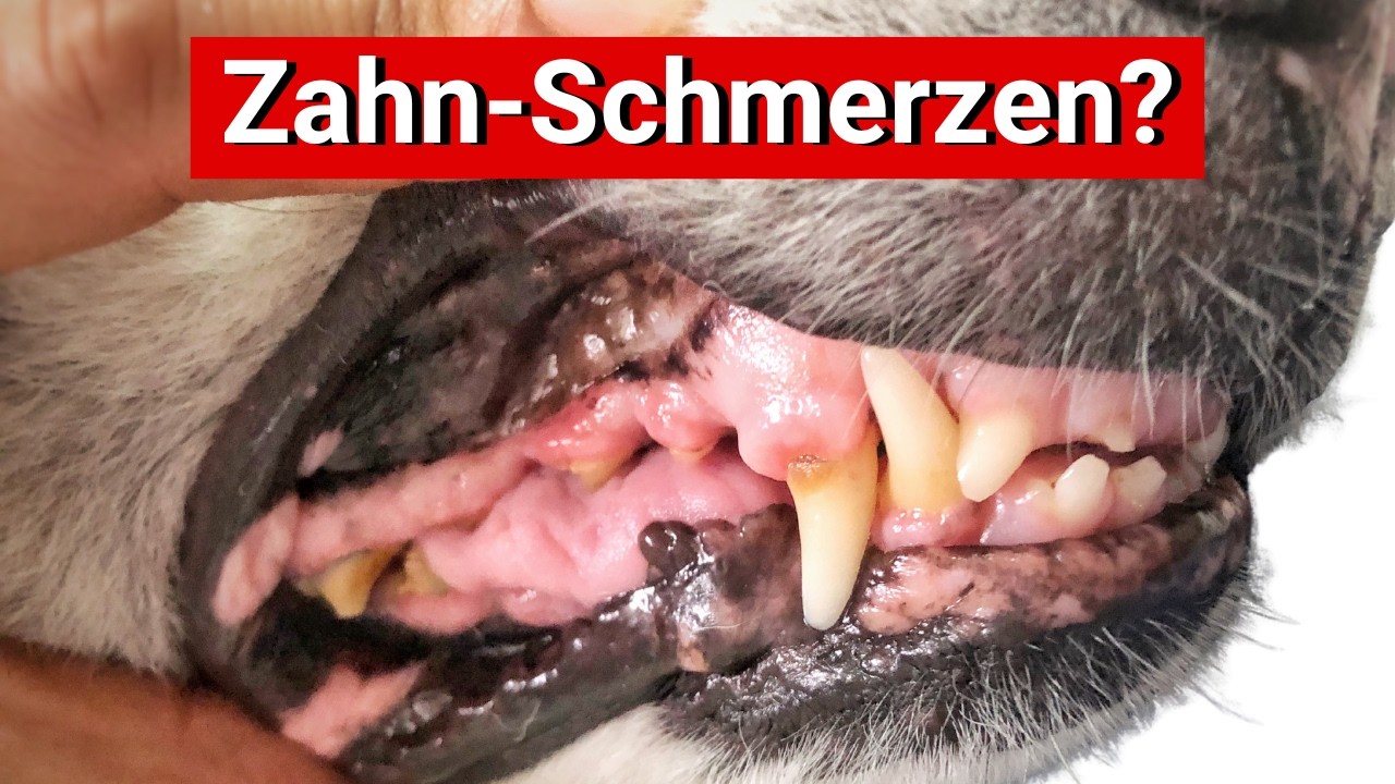 Dein Tier hat Zahnschmerzen? So hilft Du schnell & richtig // Ganzheitliche Tiergesundheit