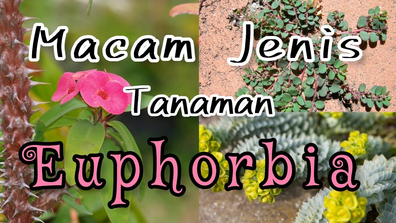 Macam Jenis Tanaman Euphorbia