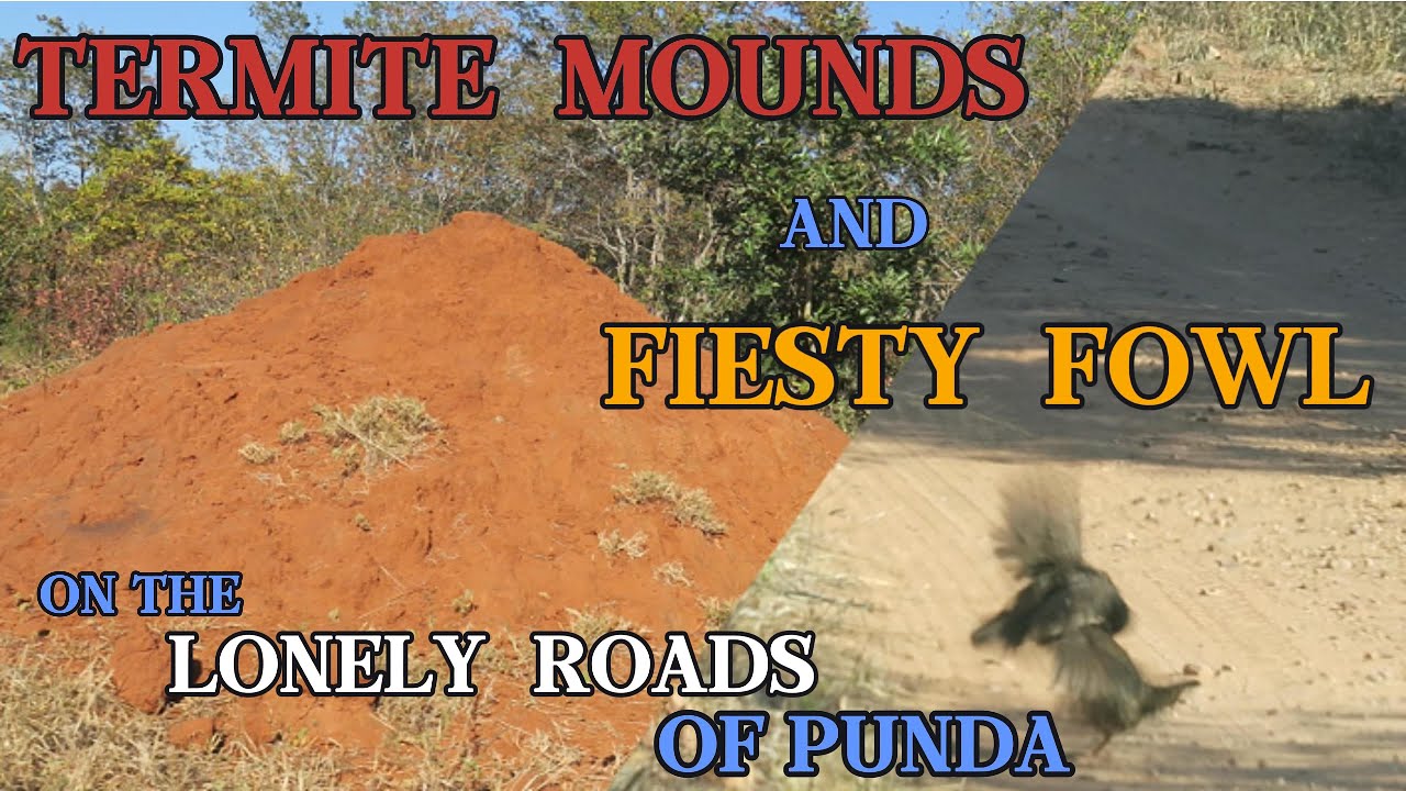 Termite mounds and feisty fowls the lonely roads of Punda Maria
