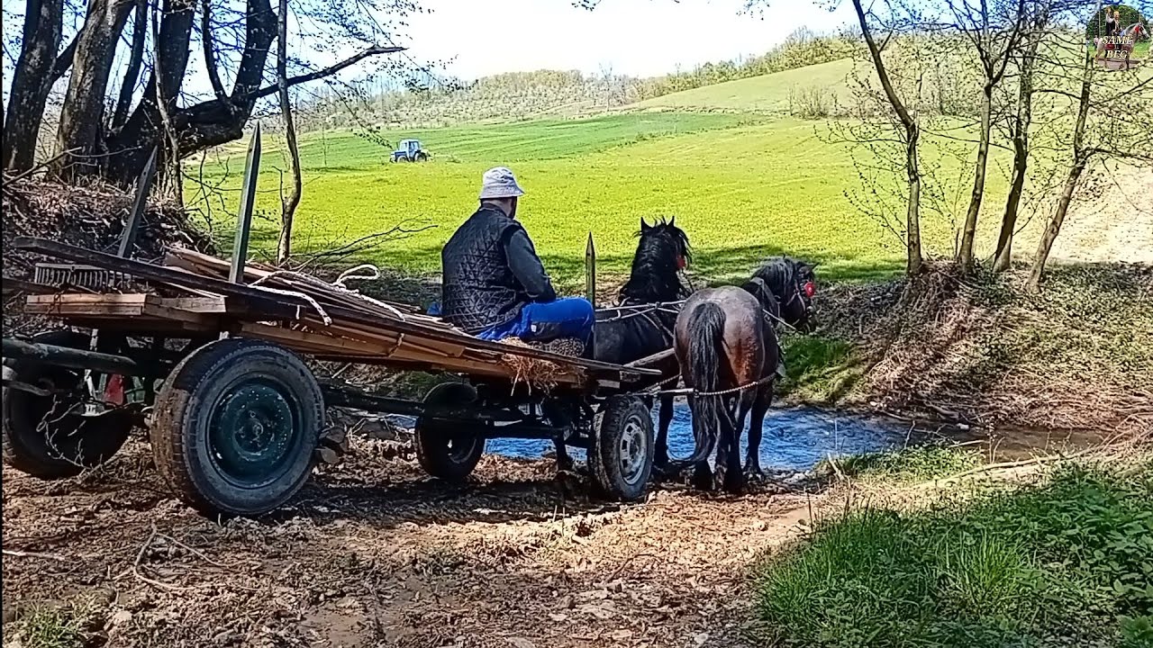 Seoski život bez filtera: S konjima kroz rijeku u srce djedovine! #horse #agriculture