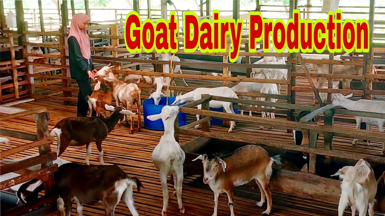 GOAT Dairy Production in Kluang, Johor, Malaysia