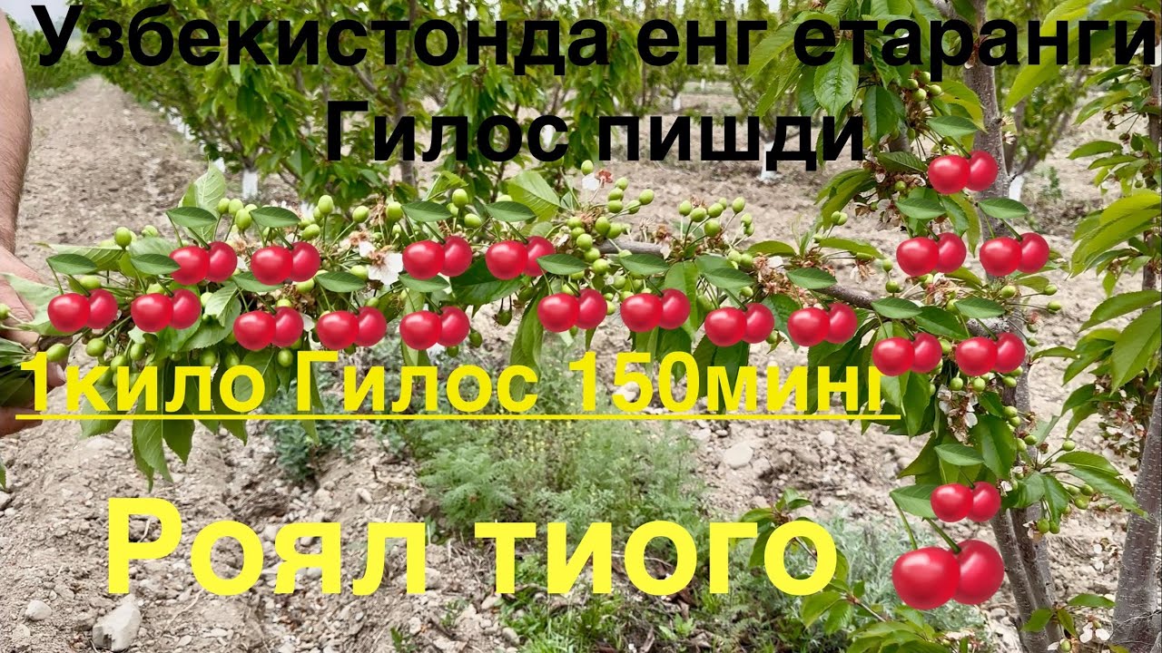 Роял тиого енг ертанги нав +998903680119