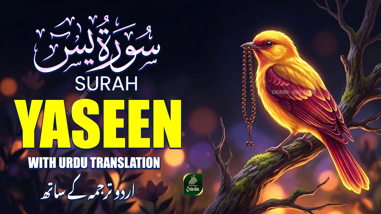 Surah Yasin (Yaseen) With Urdu Meaning |  سورۃ یس | Heart Soothing & Emotional Tilawah (EP-02)