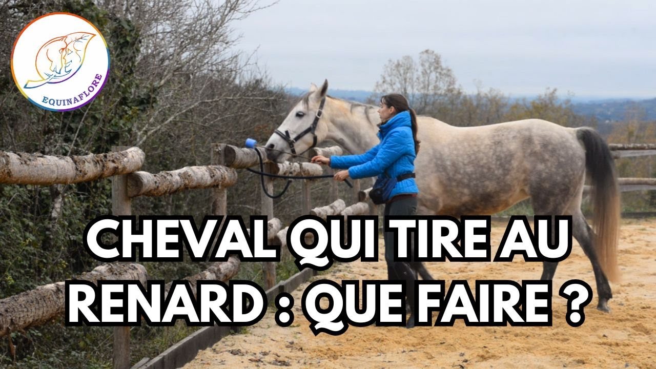 Attache et panique : comment aider ton cheval à ne plus tirer au renard