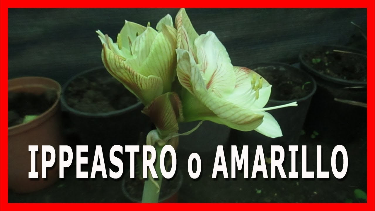 HIPPEASTRUM O AMARILLIS QUAL E'  LA DIFFERENZA - COME COLTIVARLA PER AVERE DEI FIORI BELLISSIMI