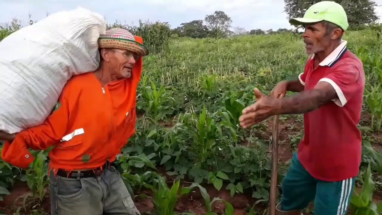 A roça de seu Antônio.