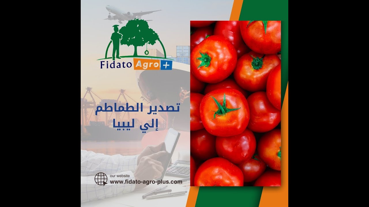 تصدير الطماطم إلي ليبيا