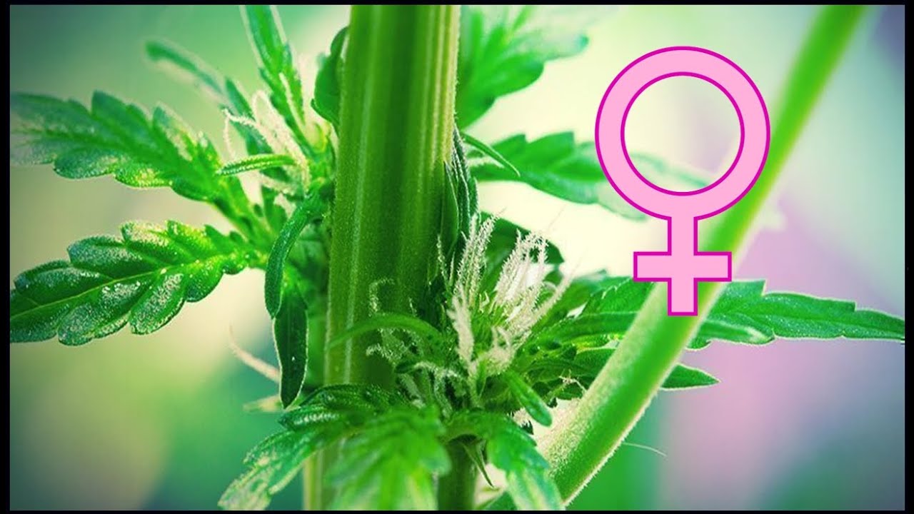 COMO AYUDAR A TU PLANTA A QUE SEA HEMBRA | SEMILLAS REGULARES #1