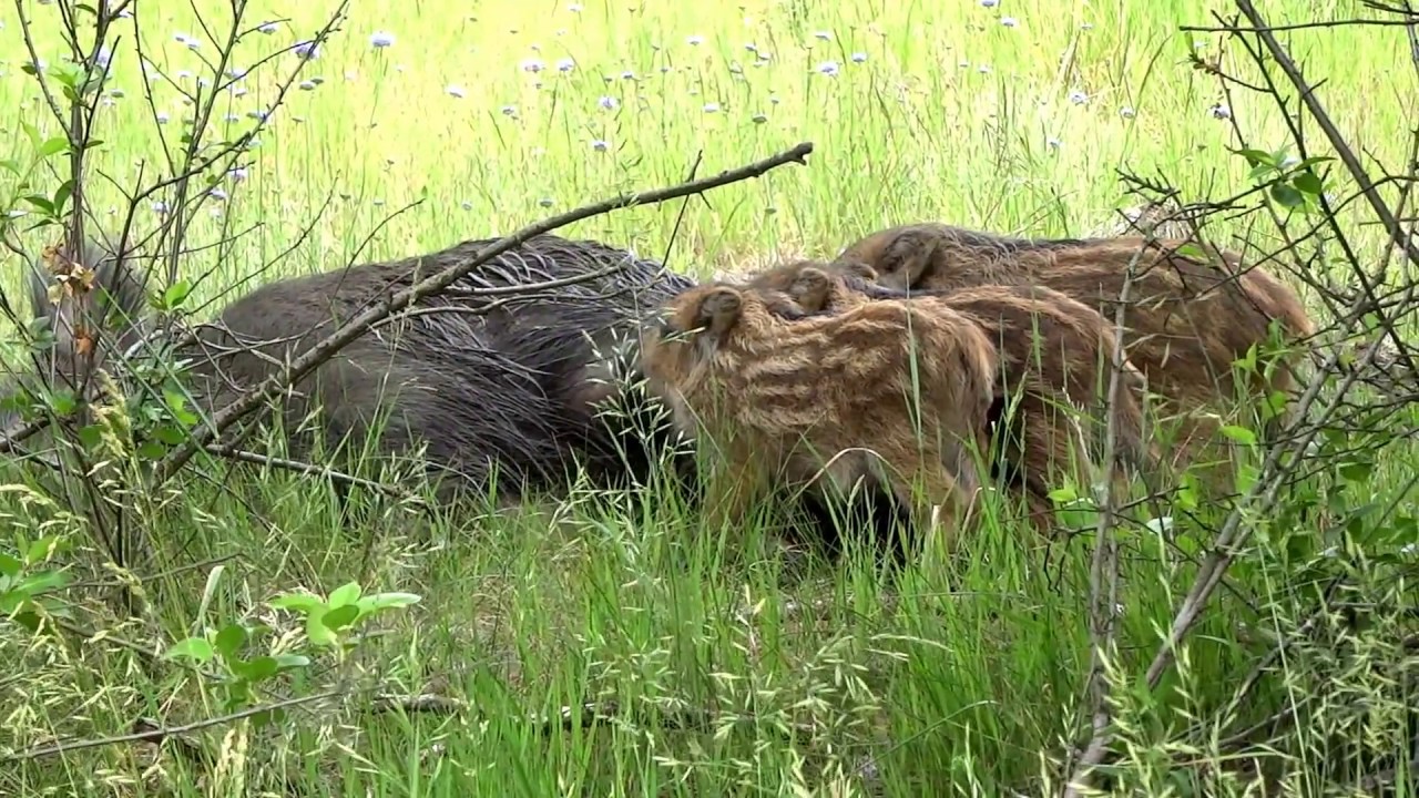 Dzik Wild boar Sus scrofa - Wyspy Zawadowskie, Warsaw/2