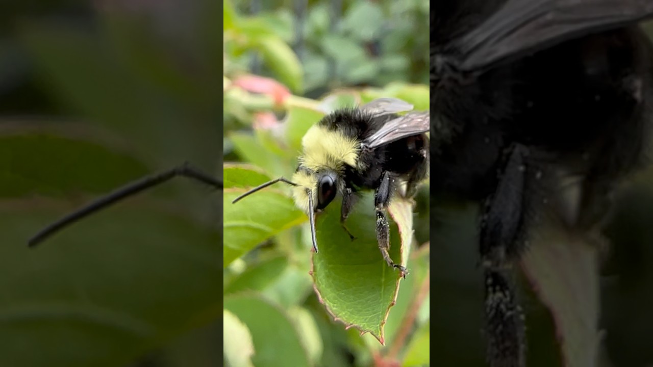 These orange pollen sacs on bumble bees are wild! #naturefacts #bees #pollinators #bumblebee #bugs