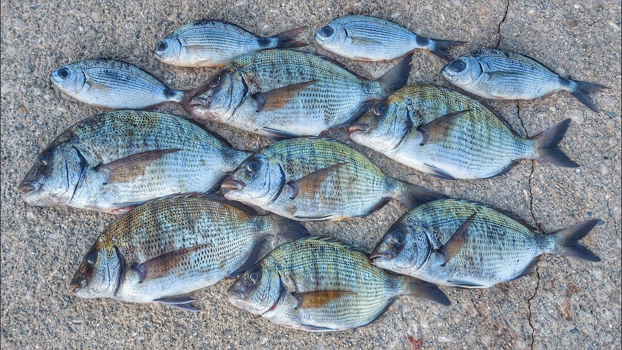 Pesca de sargos a la espuma. Pescando así salen un montón.