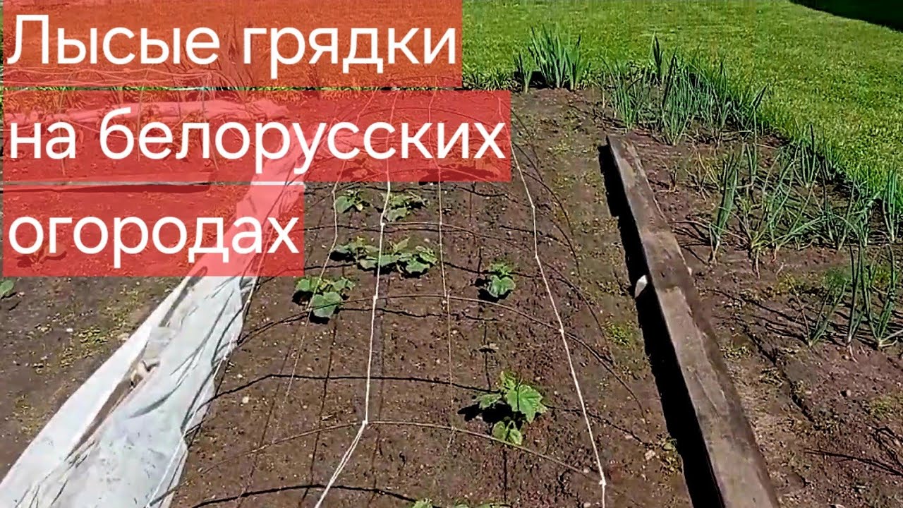 😐Белорусские дачники терпят поражение в битве за урожай