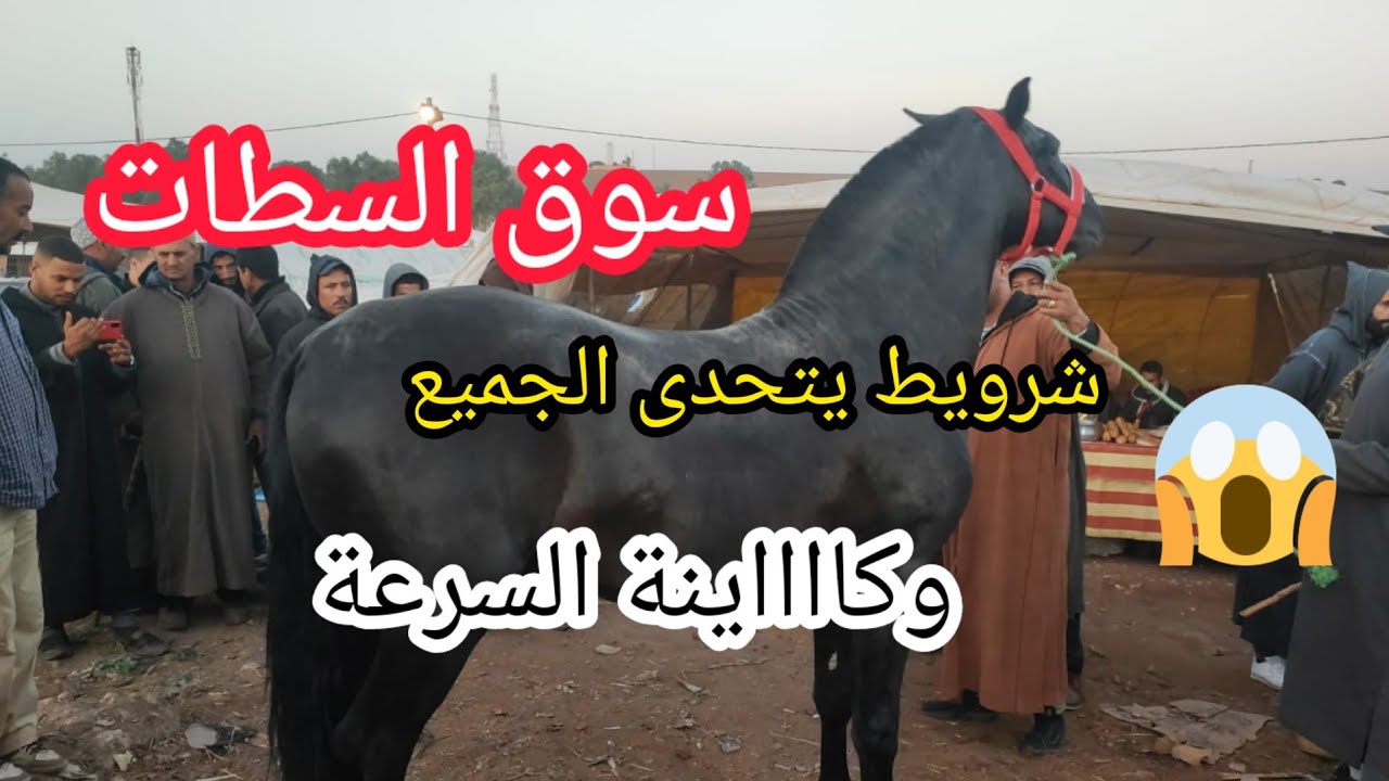 سوق السطات بتاريخ 12 11 2022 جدوع في المستوي كاينين سوق حماسي 🐎🐎🐎