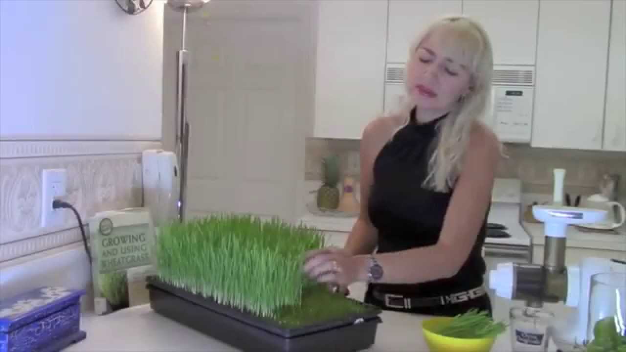 Como sembrar Hierba de Trigo paso a paso Wheatgrass
