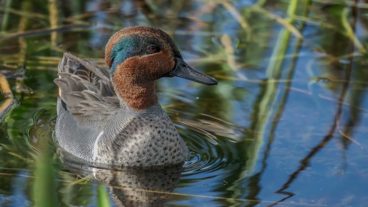 Florida Wetlands