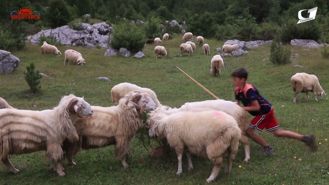 Pusho Shqiptarce Plava dhe Gucia