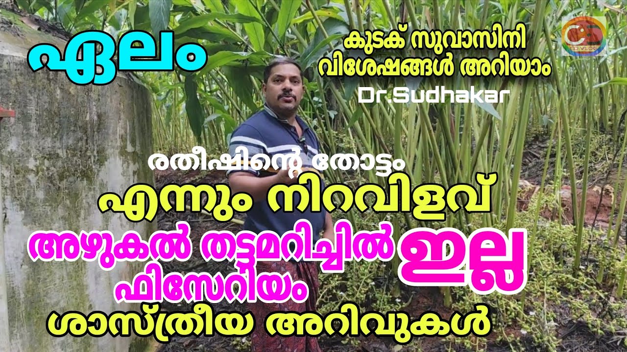 ഏലം / രതീഷിൻ്റെ തോട്ടം / എന്നും നിറവിളവ് / അഴുകൽ തട്ടമറിച്ചിൽ ഫിസേറിയം ഇല്ല / ശാസ്ത്രീയ കൃഷി അറിവുകൾ