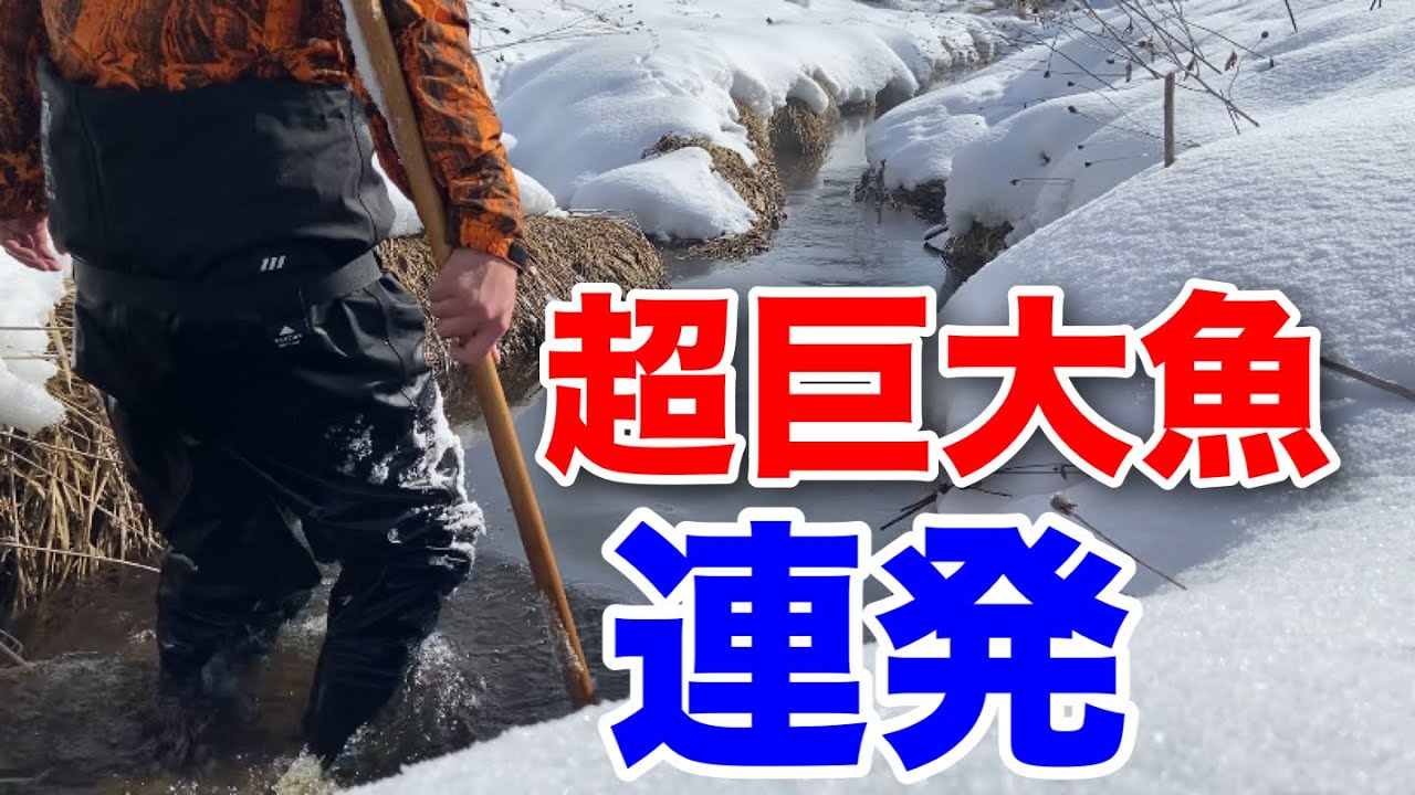 ニジマスだらけの水路で超巨大魚が連発するんだが【ガサガサ】