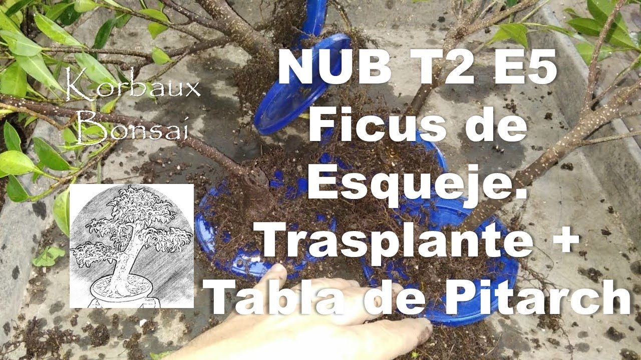 NUB T2E5 Ficus de Esqueje. Trasplante + Tabla de Pitarch