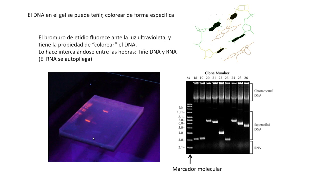 4 Electroforesis en geles de Agarosa