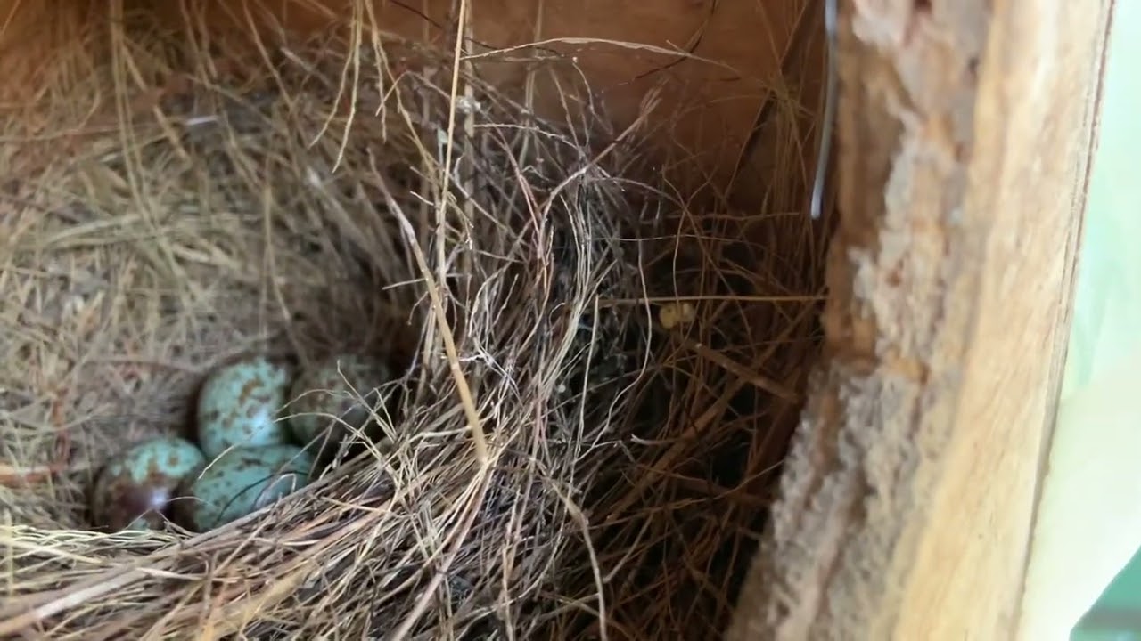 Birds breeding this summer 6/22/23