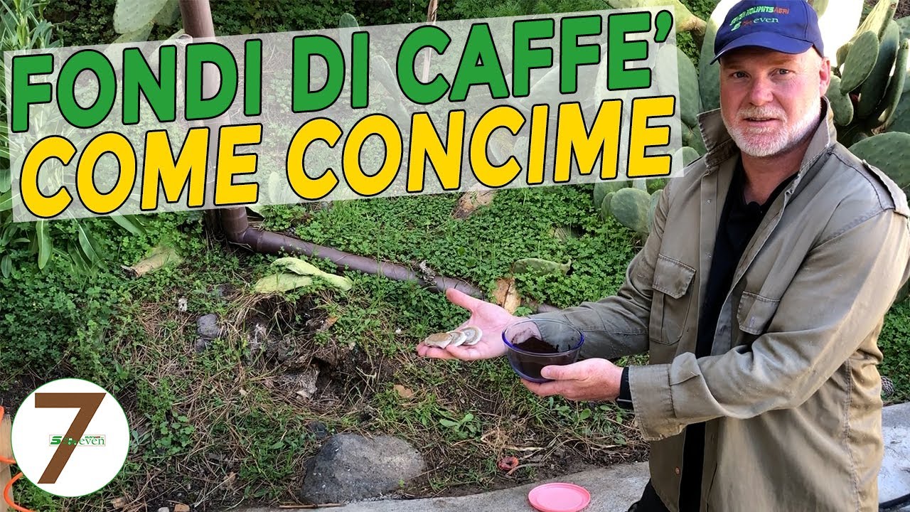 Concimare con i fondi del caffè - Italy Farmer