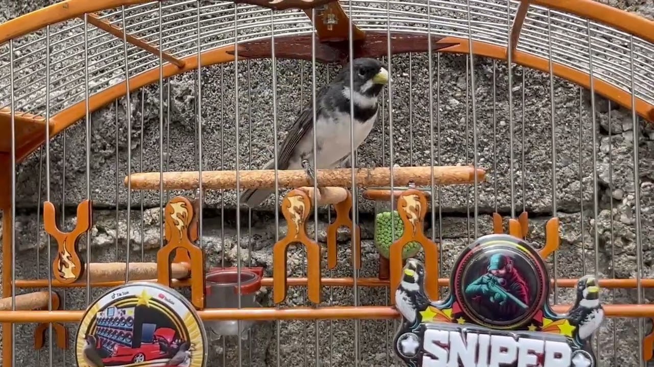 Coleiro tui tui cantando, coleiro com muita fibra.🤩🤩