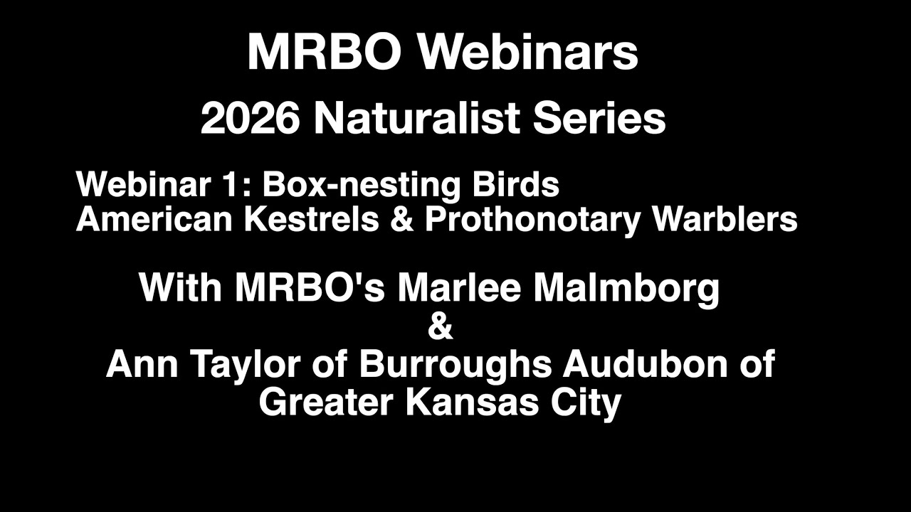 Box nesting Birds: MRBO's Naturalist Series 2026