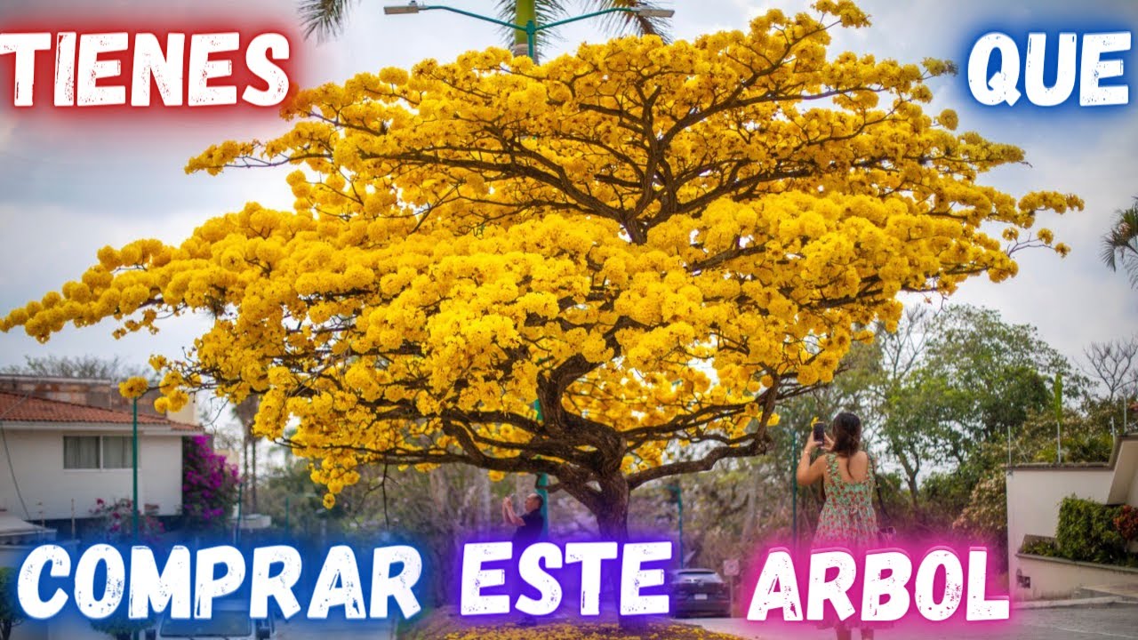 Tienes Que Conocer Este MARAVILLOSO Arbol || Se Hizo Famoso En Mi Ciudad Xalapa || Huerto Citadino
