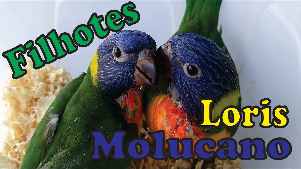Alimentando Loris Molucano