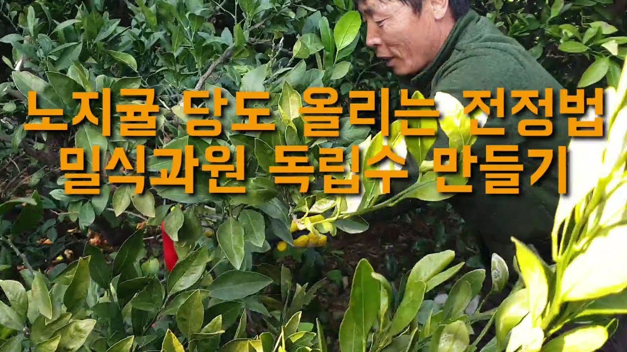 노지귤 당도올리는 전정법 밀식과수원 독립수만드는방법 감귤정지전정