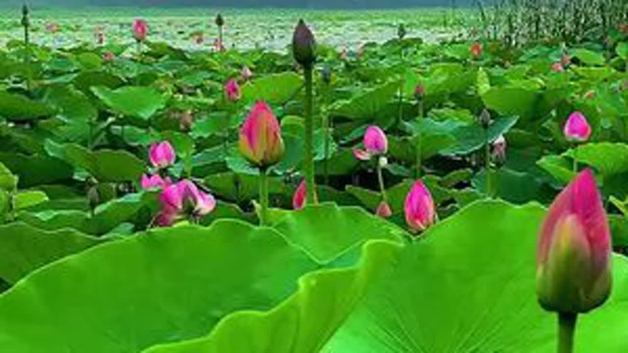 #好看的花一定分享给你