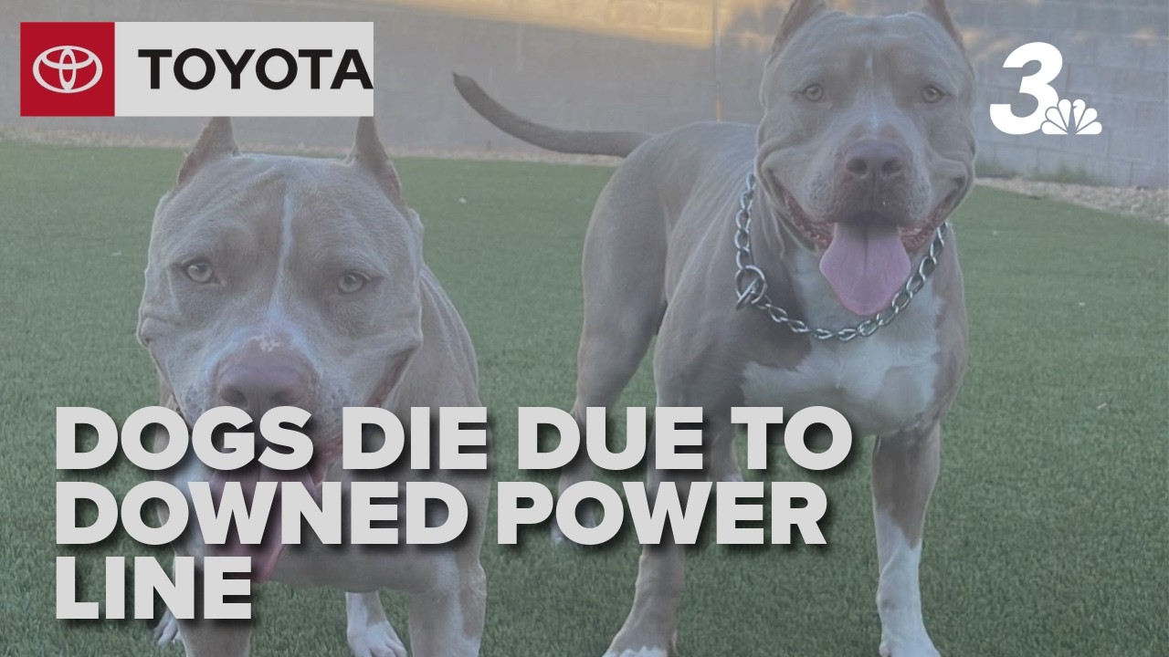 Local family speaks out after their two dogs were killed by a downed power line