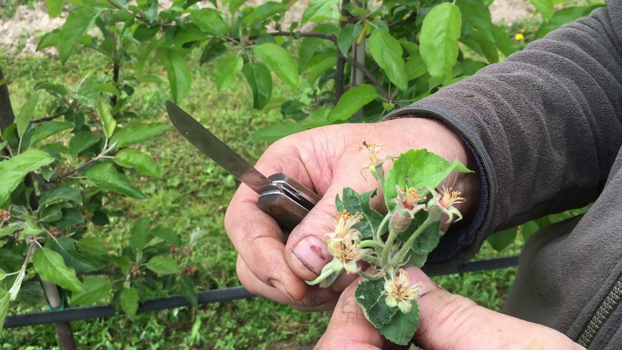 #21 Katastrofa....!!!! Komunikat sadowniczy z 10.05.2019 Paweł Kazana przymrozki w sadach