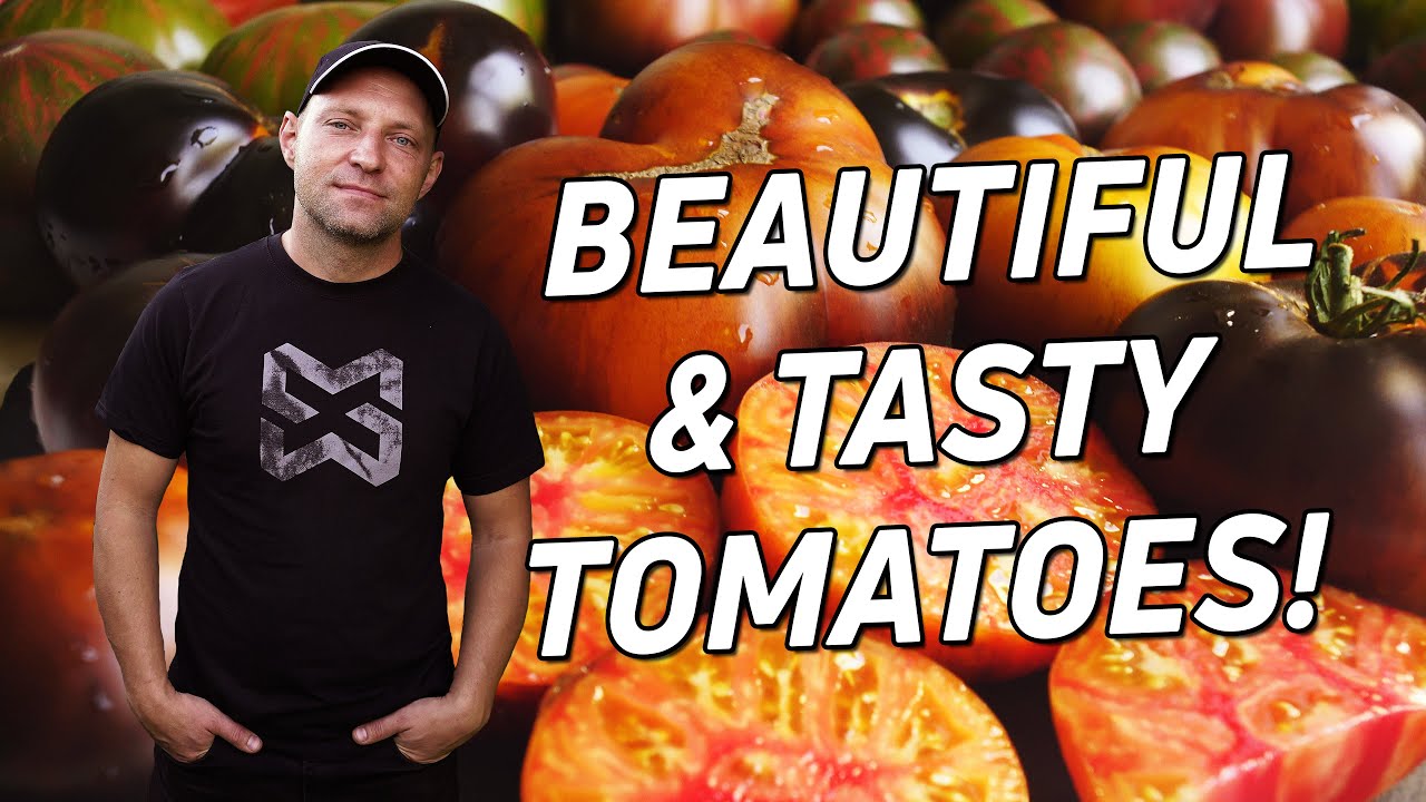 Помидоры: красивые и вкусные сорта для вашего сада!