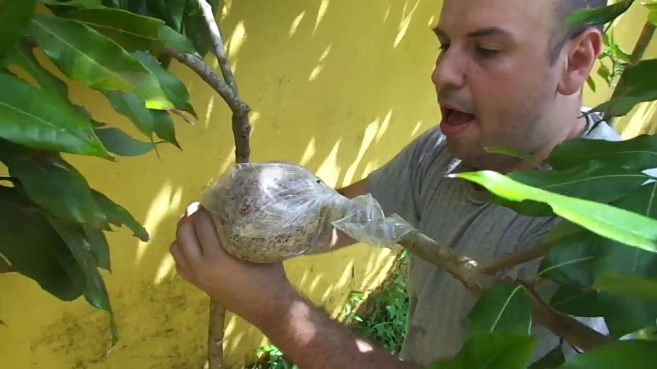Como fazer ALPORQUIA em frutíferas (LICHIA)