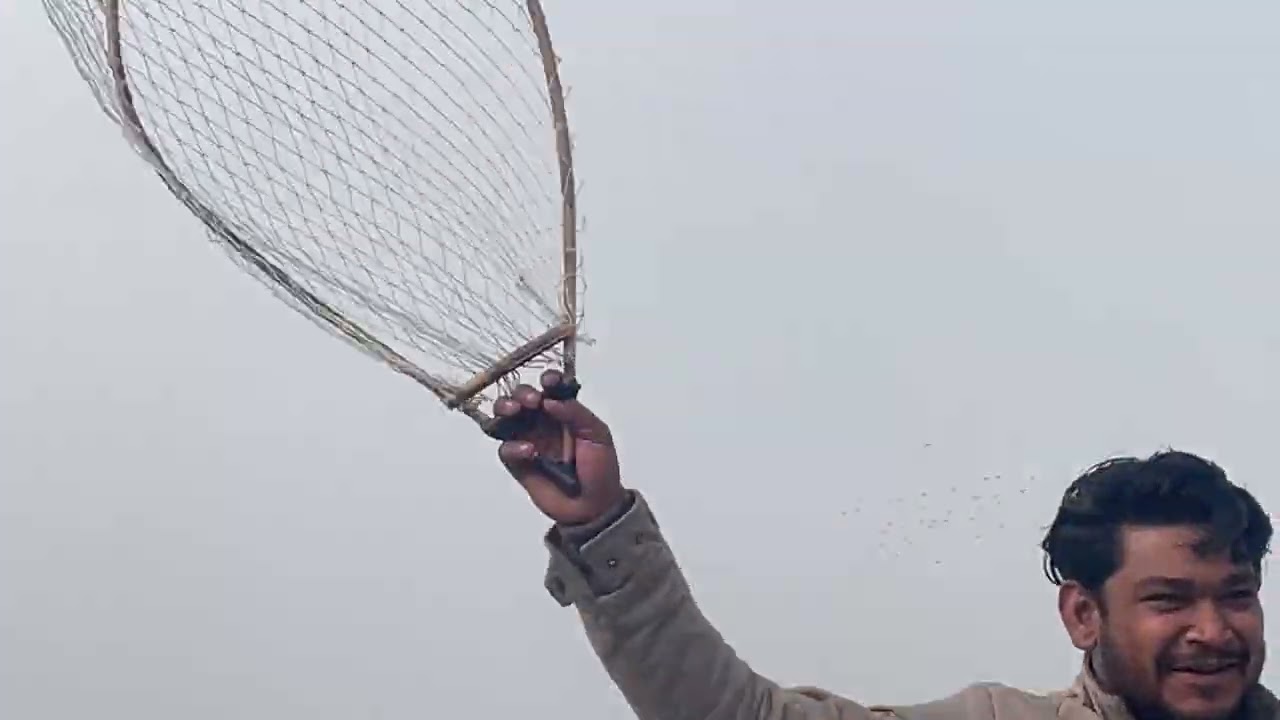 06/01/2026 ka 🕊️hamara shok #viralshort #pigeon #kabootarloft05 #newshorts #trendingshorts #kabutar 