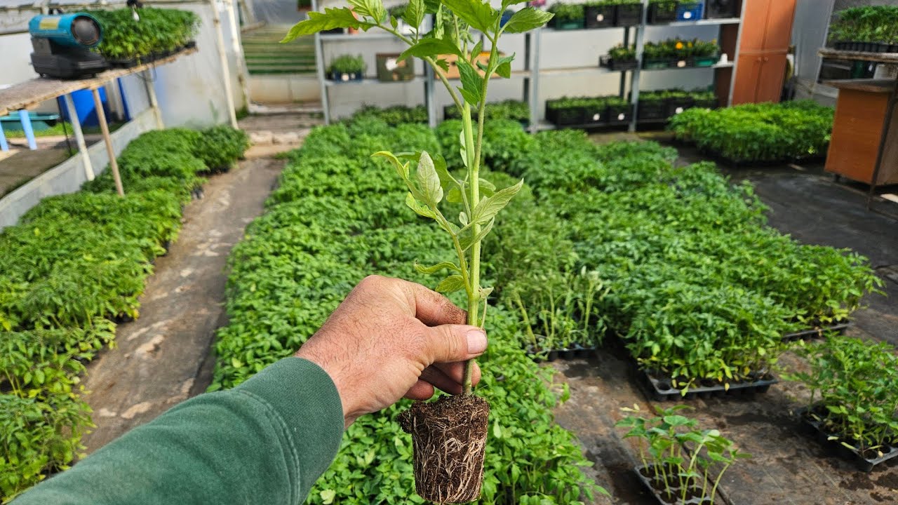 Plantarea roșiilor în solar!
