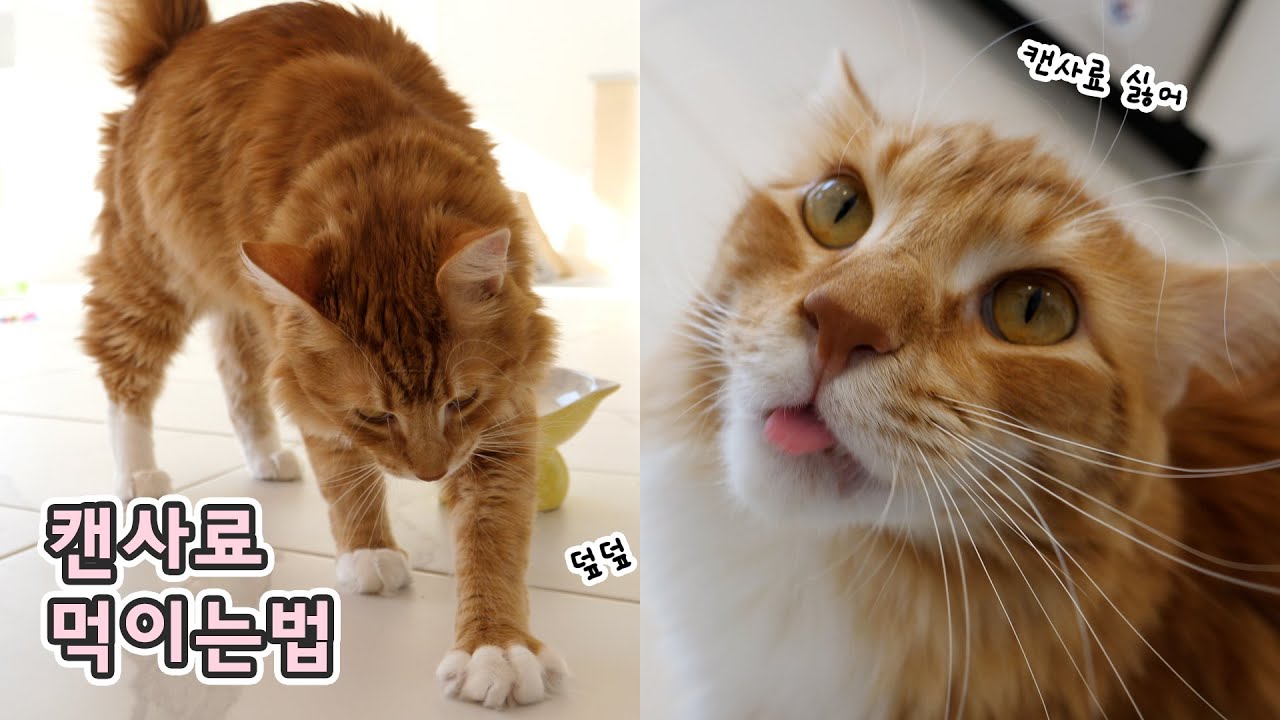 캔사료 싫어하는 고양이 체다 캔사료 먹이는 법