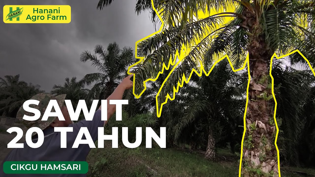 Sawit 20 Tahun | Hanani Agro Farm