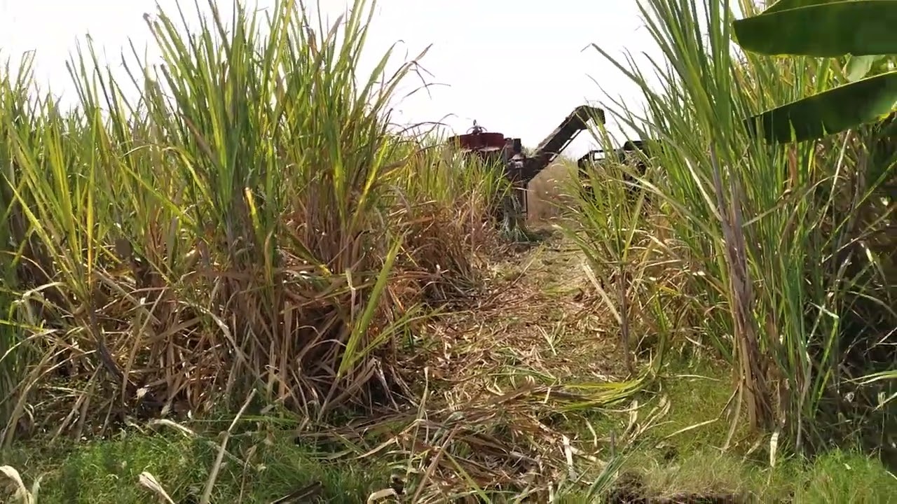 Sugarcane cutting on 15 March 2024  Sakthi Sugars Ltd, Harvest of 3 acres finished in a single day.