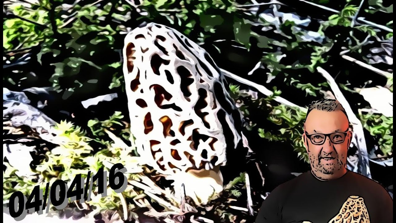 || Le 04/04/16, à la recherche de la morille conique ||
