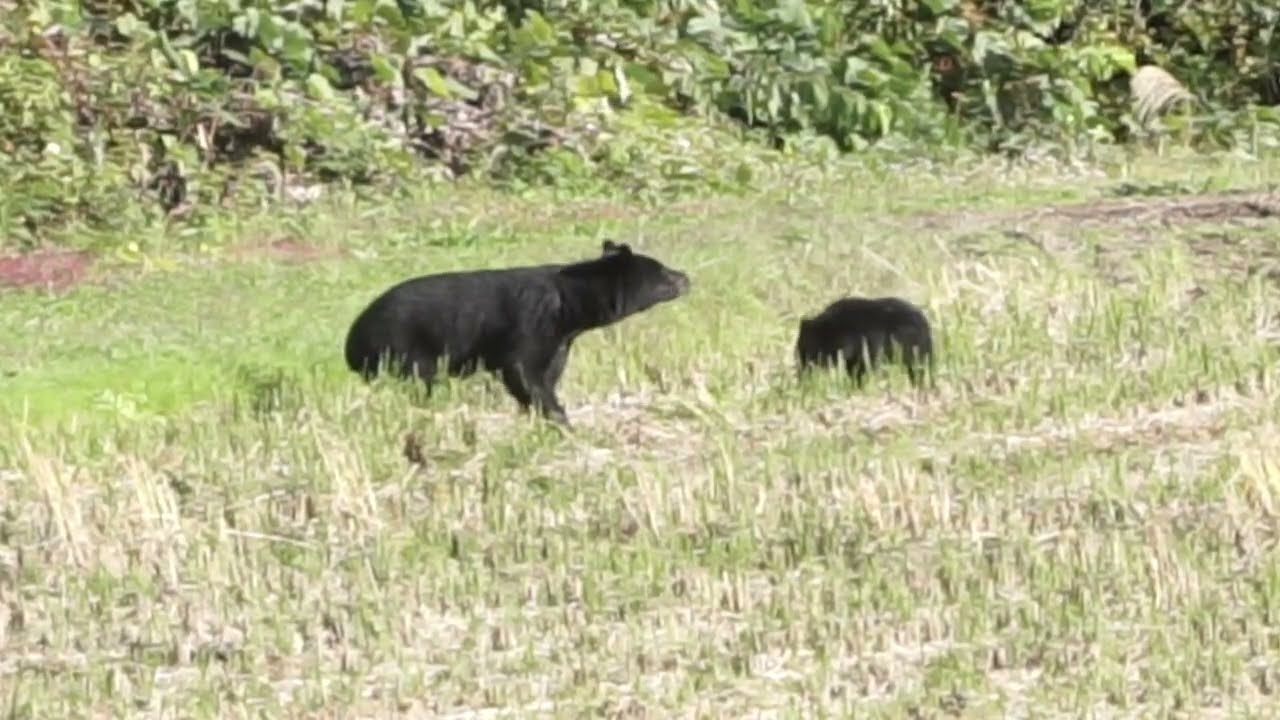 【クマ独自映像】二ホンジカに続いて親子グマ 秋田市郊外の現実