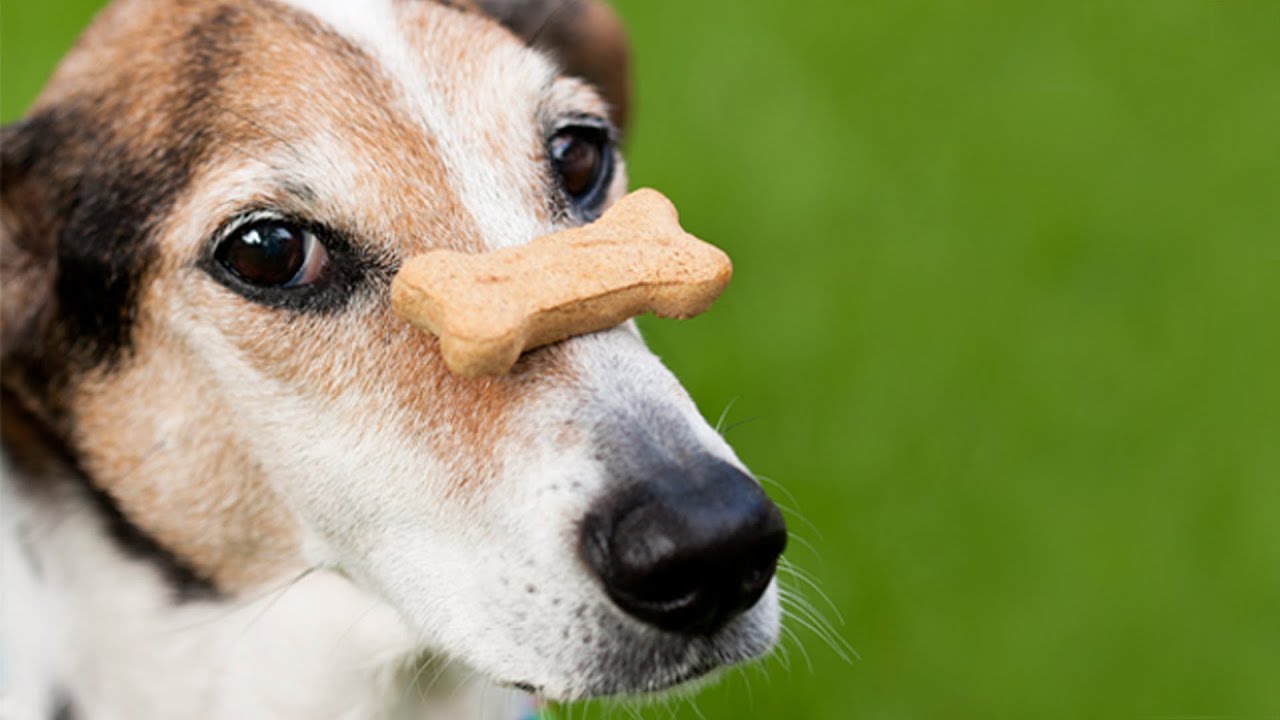 Dog Training with Positive Reinforcement: How to Train a Dog