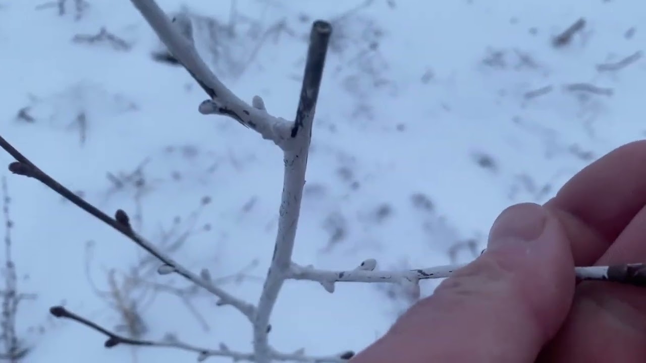Прогулянка в саду фундука. 