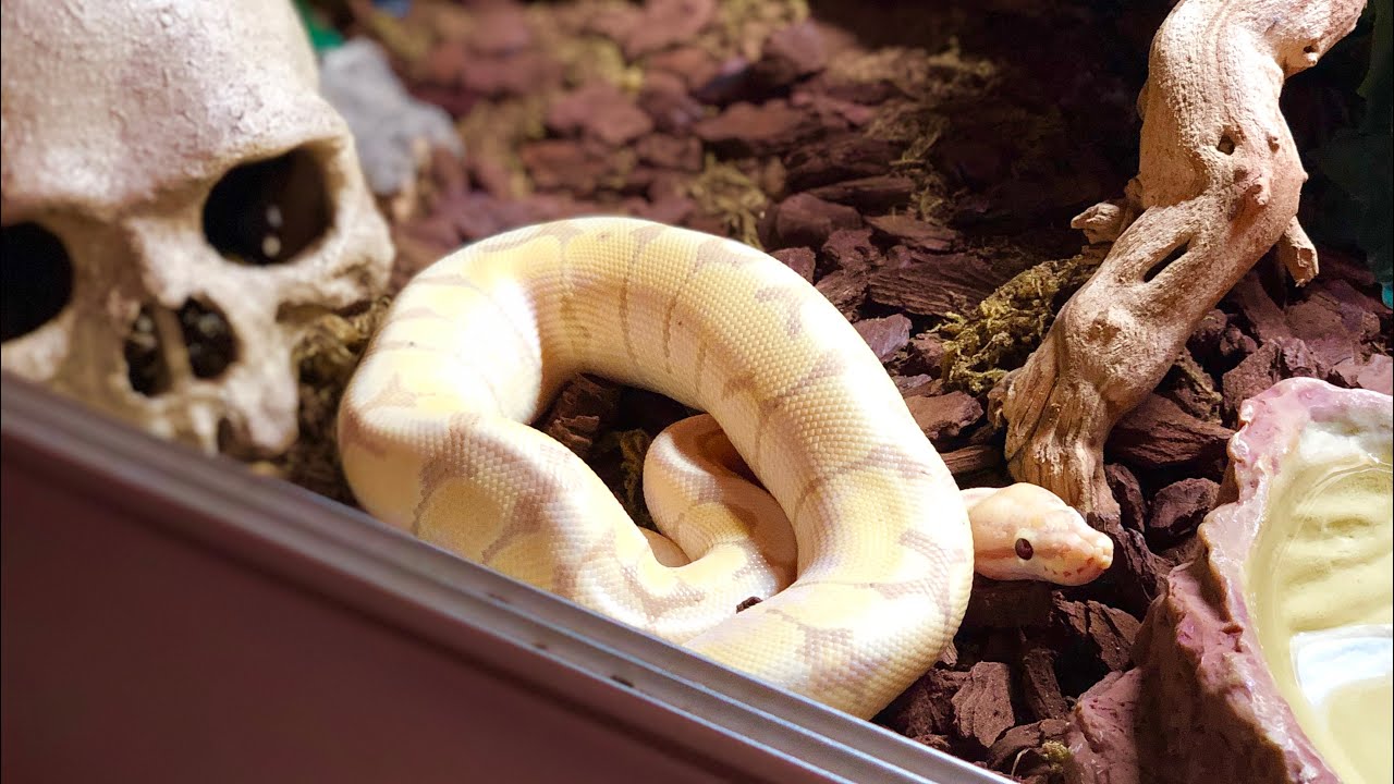 BABY ROYAL PYTHON SETUP
