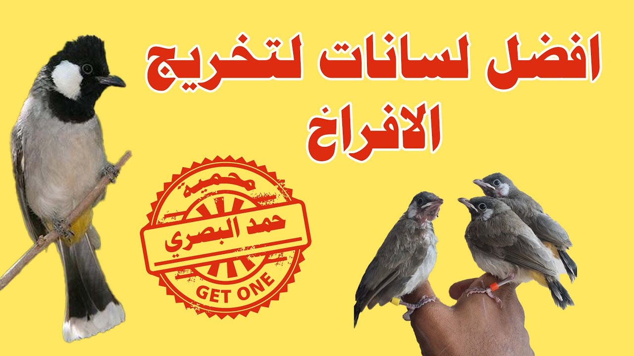 افضل لسانات لتخريج البلابل تغريد بلبل كطعاوي حنجره قوية