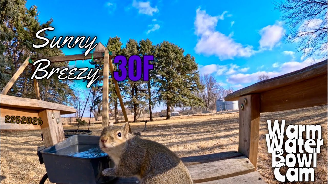 Warm Water Bowl Sunny Breezy  Feb 25 #squirrels #bluejays #birds #wildlife #wildlifefeeding #gopro