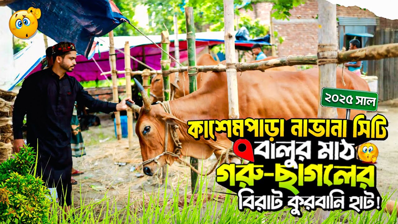 বিরাট গরু-ছাগলের হাট | কাসেম পাড়া নাভানা সিটি বালুর মাঠ | #কুরবানিরগরু #গরুর_হাট #কুরবানির_গরু