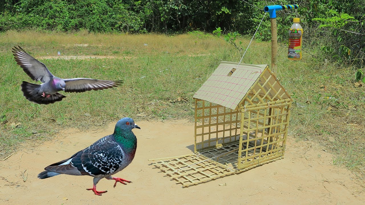 The First Unique Pigeon Trapping Technique - Best Quick Bird Trap Using Cardboard Box And Bamboo